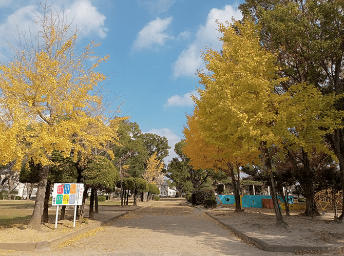 葉が黄色くなった銀杏の木々の写真